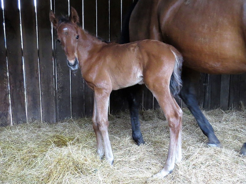 033 Blueberry Avenue x Warmblood bc 29-10 9d